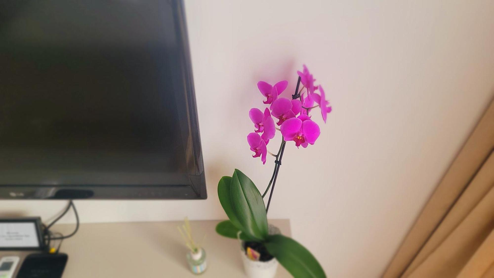 Studio Apartment Lora Lux Сараево Стая снимка